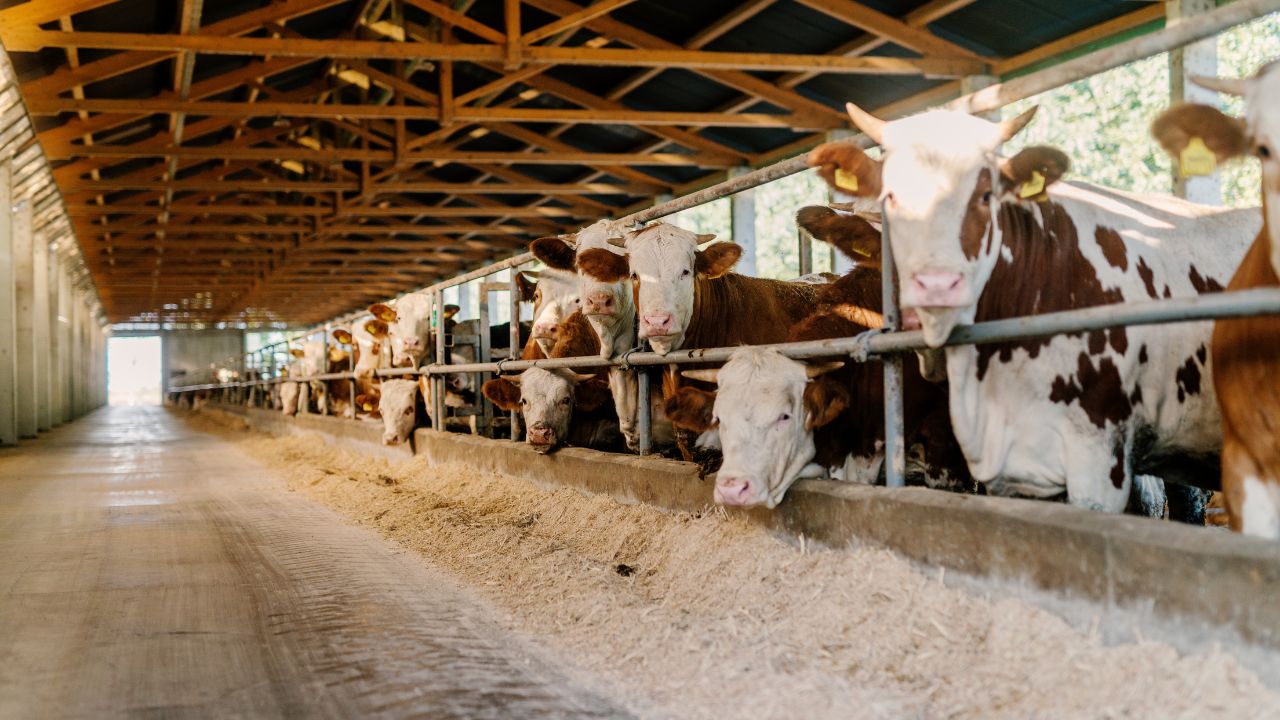 Dairy Farming: सिर्फ चारा नहीं, दूध बढ़ाना है तो पहले बदलें शेड का ये सिस्टम, वरना होगा नुकसान!