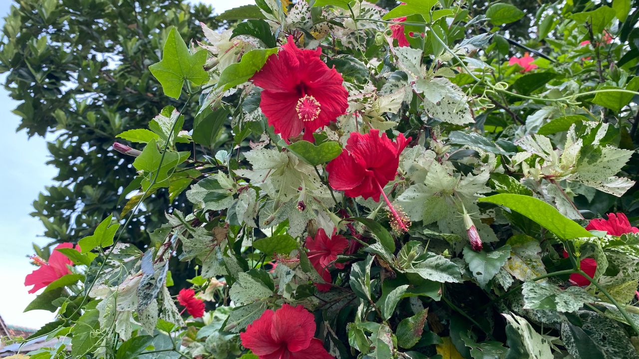 Hibiscus Care: गुड़हल में फंगस से परेशान? महीने में दो बार करें यह आसान स्प्रे, फिर खिलेंगे ढेरों फूल
