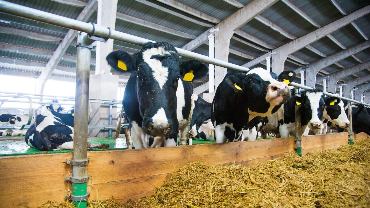 Dairy Farming: दांत और थन देखकर पहचानें असली दुधारू गाय-भैंस, नहीं होगा डेयरी में कोई नुकसान