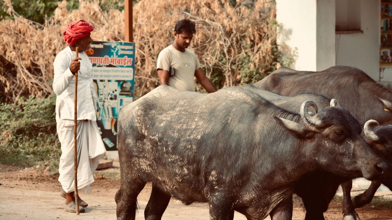 Gaon Gwala Yojana: राजस्थान सरकार का बड़ा फैसला! गायों की देखरेख पर ग्वाला को मिलेगा 10 हजार रुपये