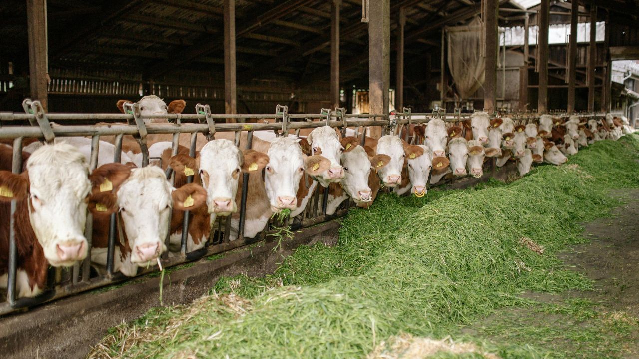 Artificial Insemination: क्यों जरूरी है गायों में कृत्रिम गर्भाधान? जानिए हीट के लक्षण और सही समय
