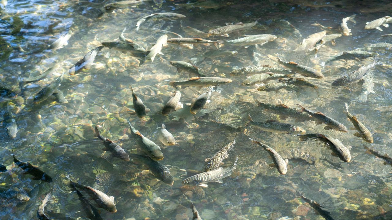Fish Management: मछली पालन से बढ़ानी है कमाई तो मार्च में करें ये काम, मत्स्य विभाग ने दी सलाह