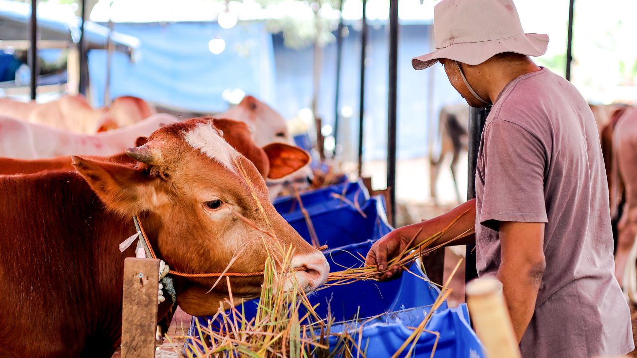 नया पशु सीधे झुंड में मिलाना पड़ सकता है भारी, डेयरी मंत्रालय ने 28 दिन क्वारंटीन रखने की दी सलाह