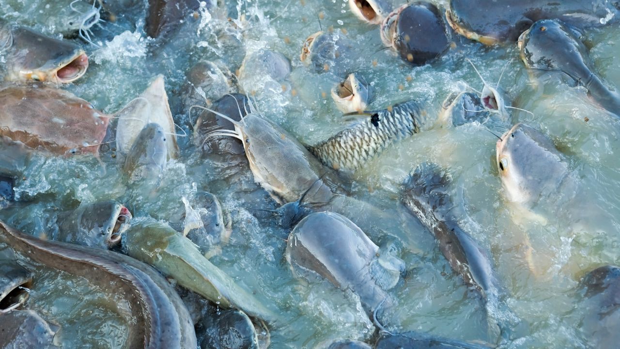 सावधान मछली पालक! मौसम बदलते ही बढ़ता है खतरा, इन जरूरी उपायों से बचाएं अपनी मछलियां