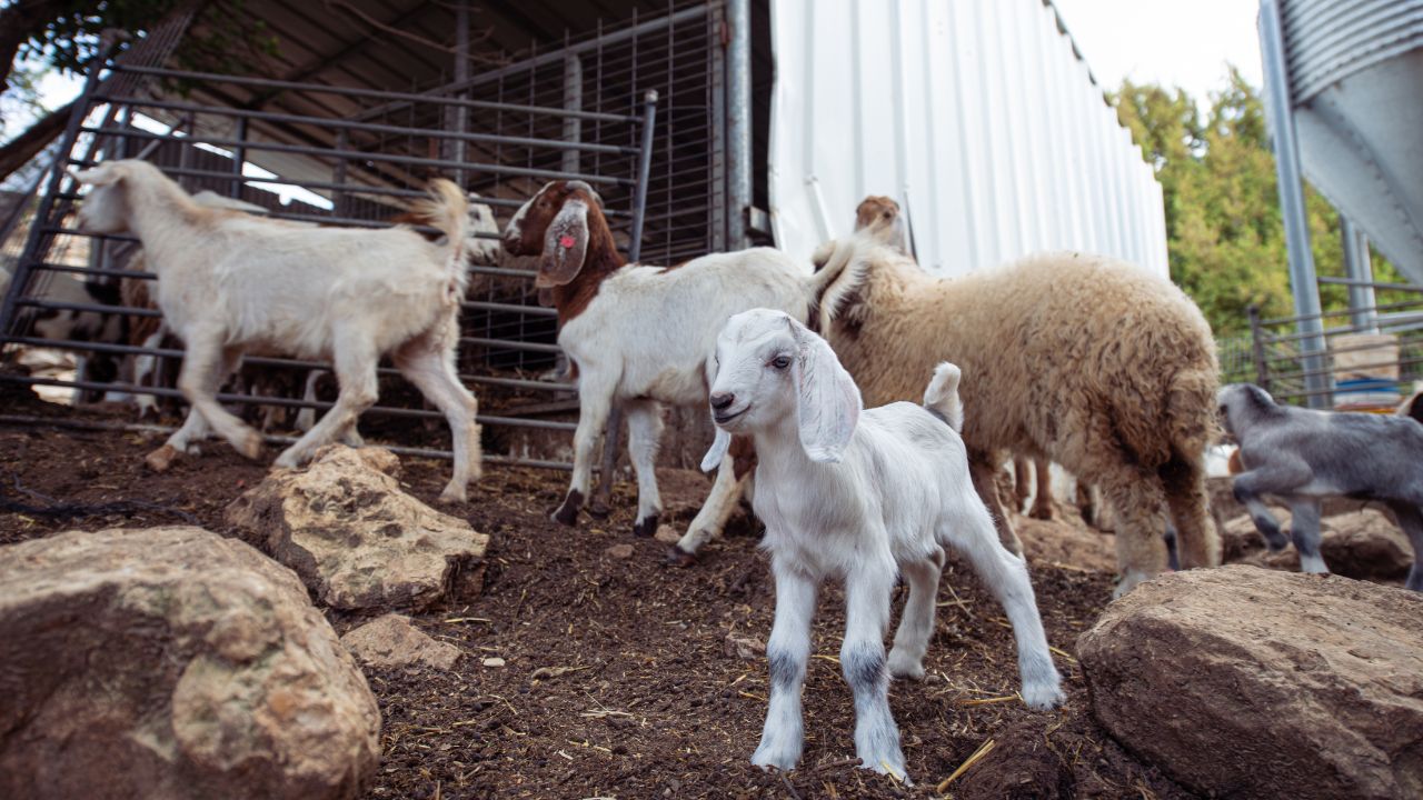 बकरी पालन शुरू करना चाहते हैं? सरकार दे रही 50 लाख तक लोन, आधी रकम सब्सिडी में होगी माफ