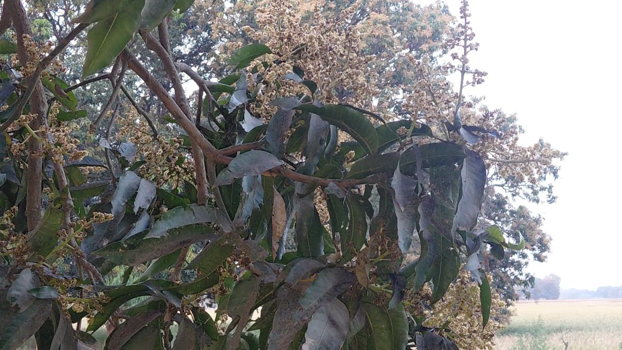 आम की फसल पर सफेद फंगस का खतरा, 70 फीसदी तक हो सकता है नुकसान.. करें इस दवा का छिड़काव