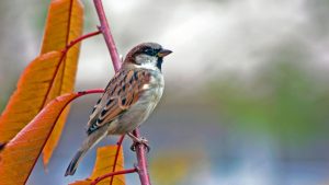 World Sparrow Day: आंगन से गायब हो गई गौरैया..पर बचाने की मुहिम जारी, क्या हम लौटा पाएंगे ये चहचहाहट World Sparrow Day: आंगन से गायब हो गई गौरैया..पर बचाने की मुहिम जारी, क्या हम लौटा पाएंगे ये चहचहाहट