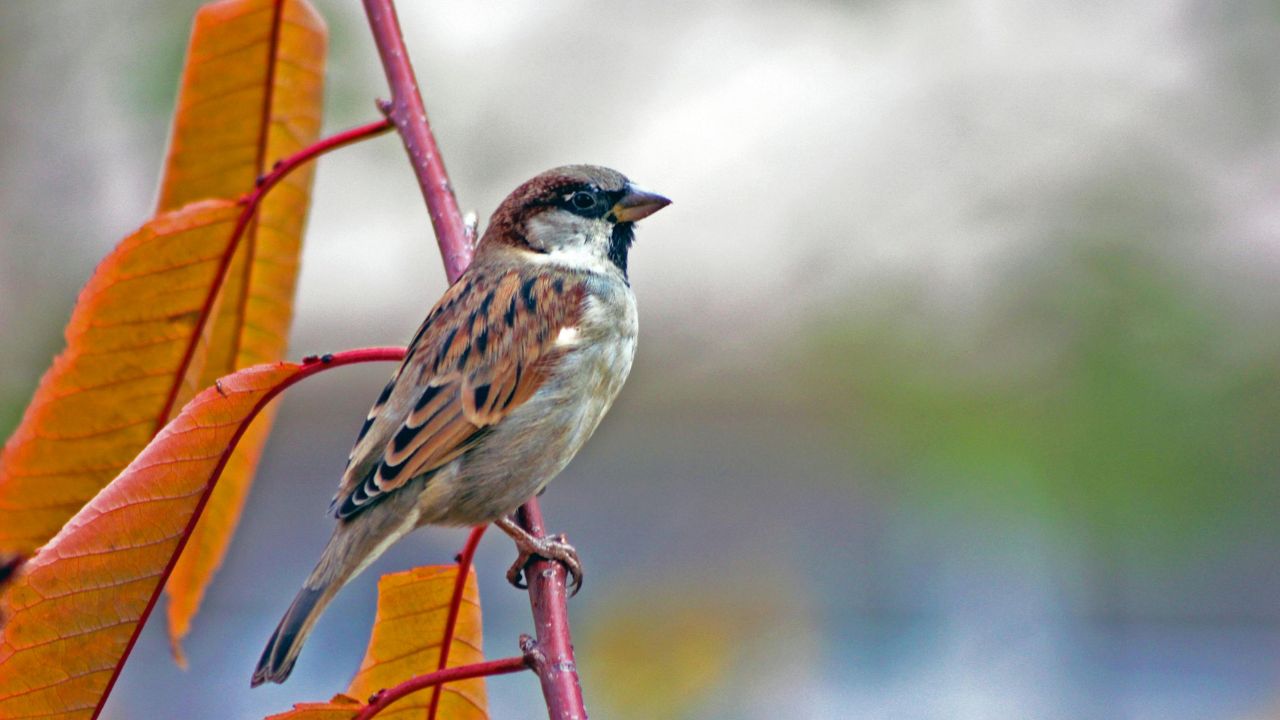 World Sparrow Day: आंगन से गायब हो गई गौरैया..पर बचाने की मुहिम जारी, क्या हम लौटा पाएंगे ये चहचहाहट