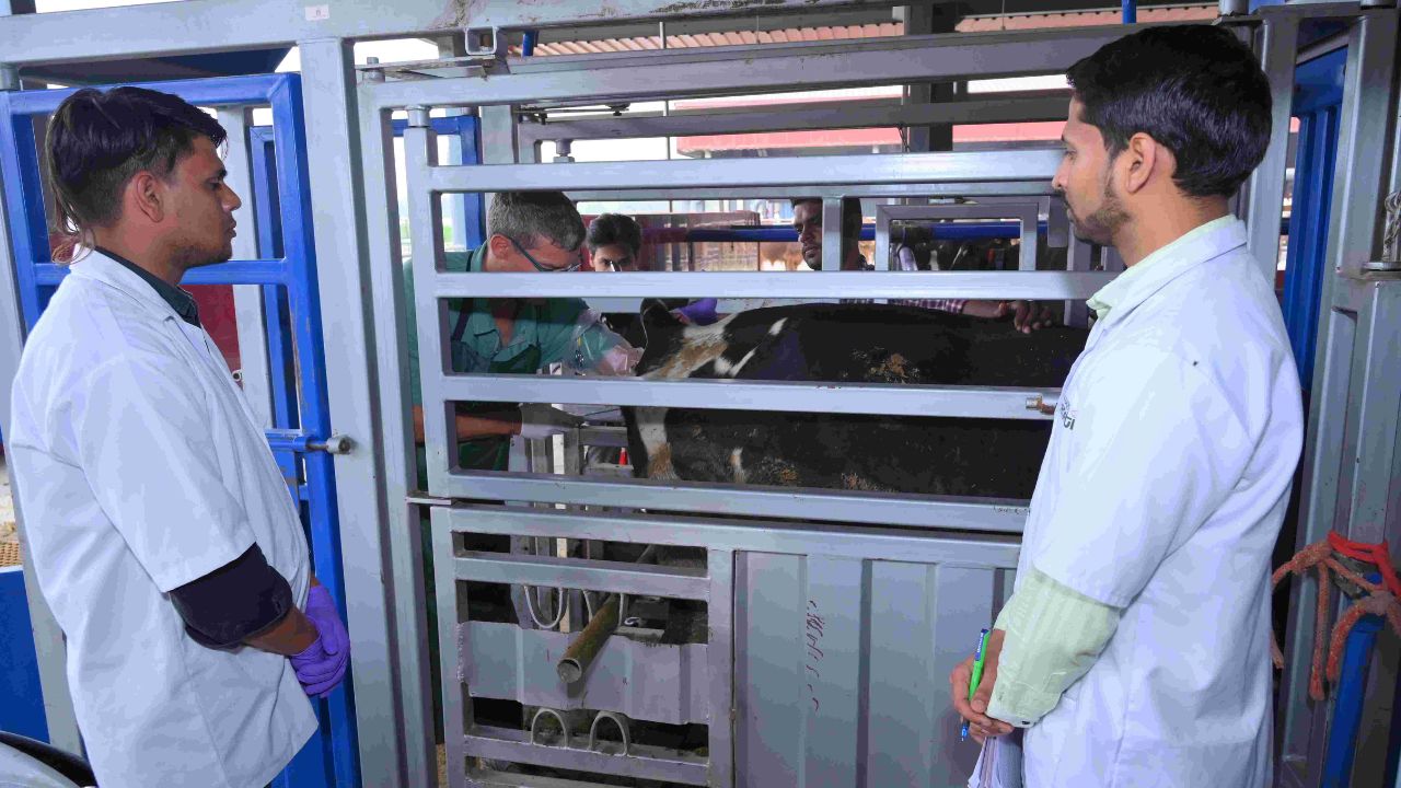 116 गायों में IVF और 70 फीसदी सफलता, भारत में पहली बार बड़े स्तर पर एम्ब्रियो ट्रांसफर सफल