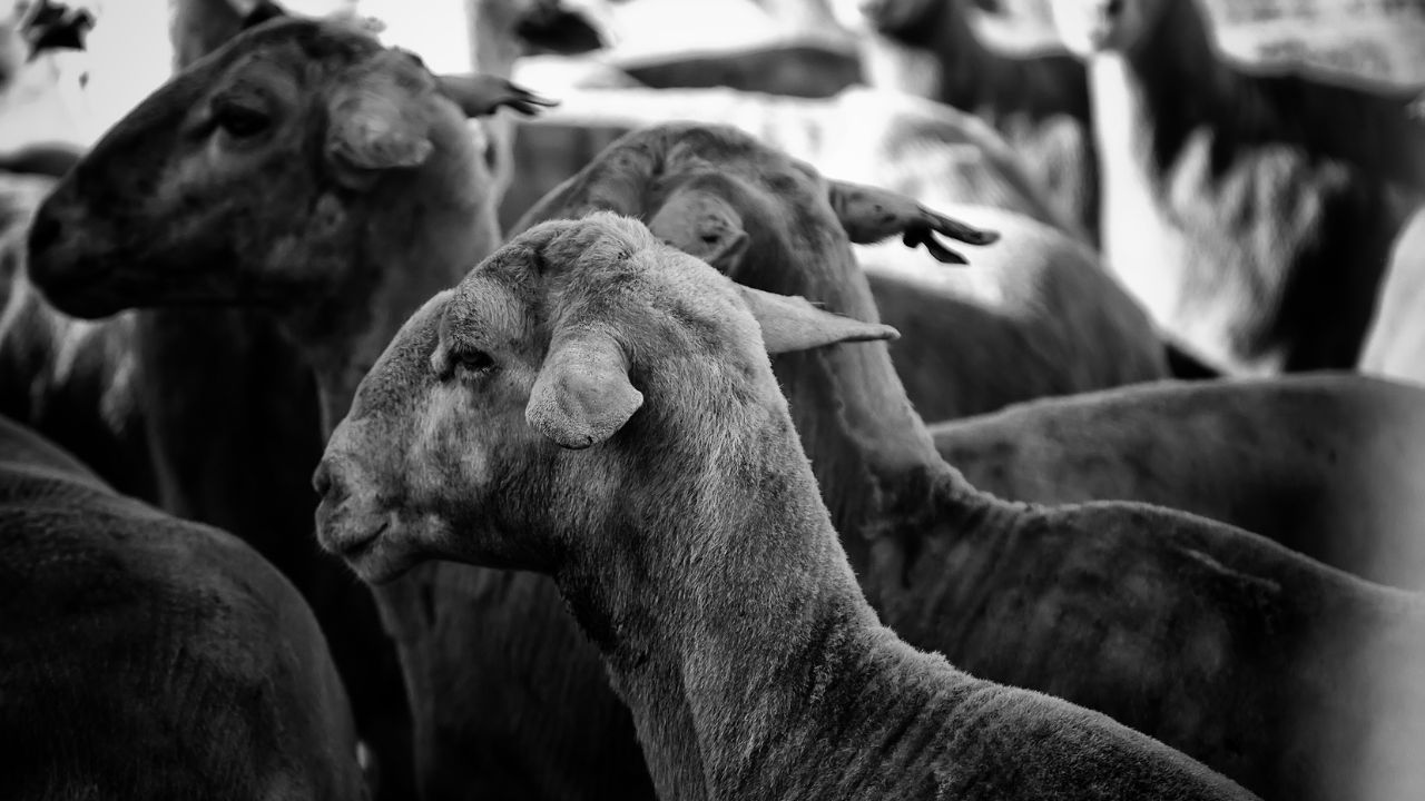 क्या आपकी बकरियां Goat Pox की चपेट में हैं? ऐसे पहचानें लक्षण और समय रहते करें बचाव