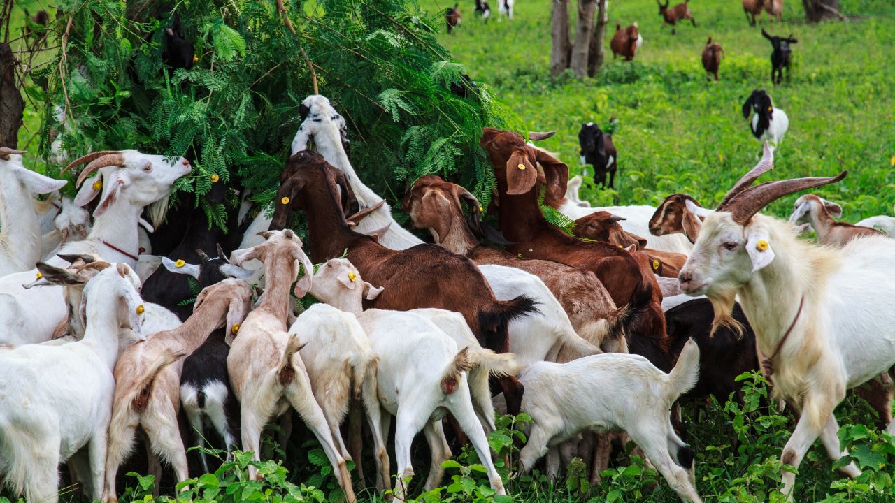 Goat Farming: महंगा चारा छोड़िए…बकरियों को खिलाएं ये खास पत्तियां, तेजी से बढ़ेगा वजन और बढ़ेगा मुनाफा