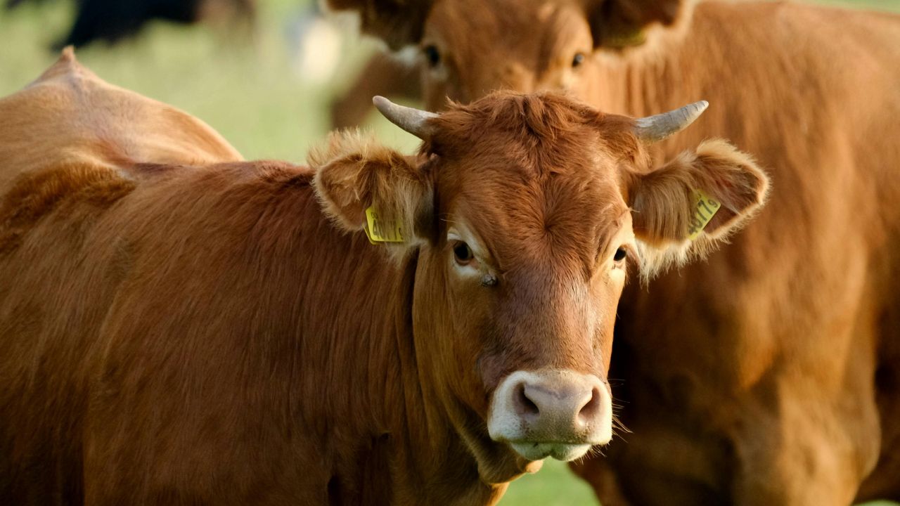 Animal Care: पशु को बीमारी से बचाने के लिए बड़े काम के हैं ये 4 टिप्स, पशुपालन नोट कर लें