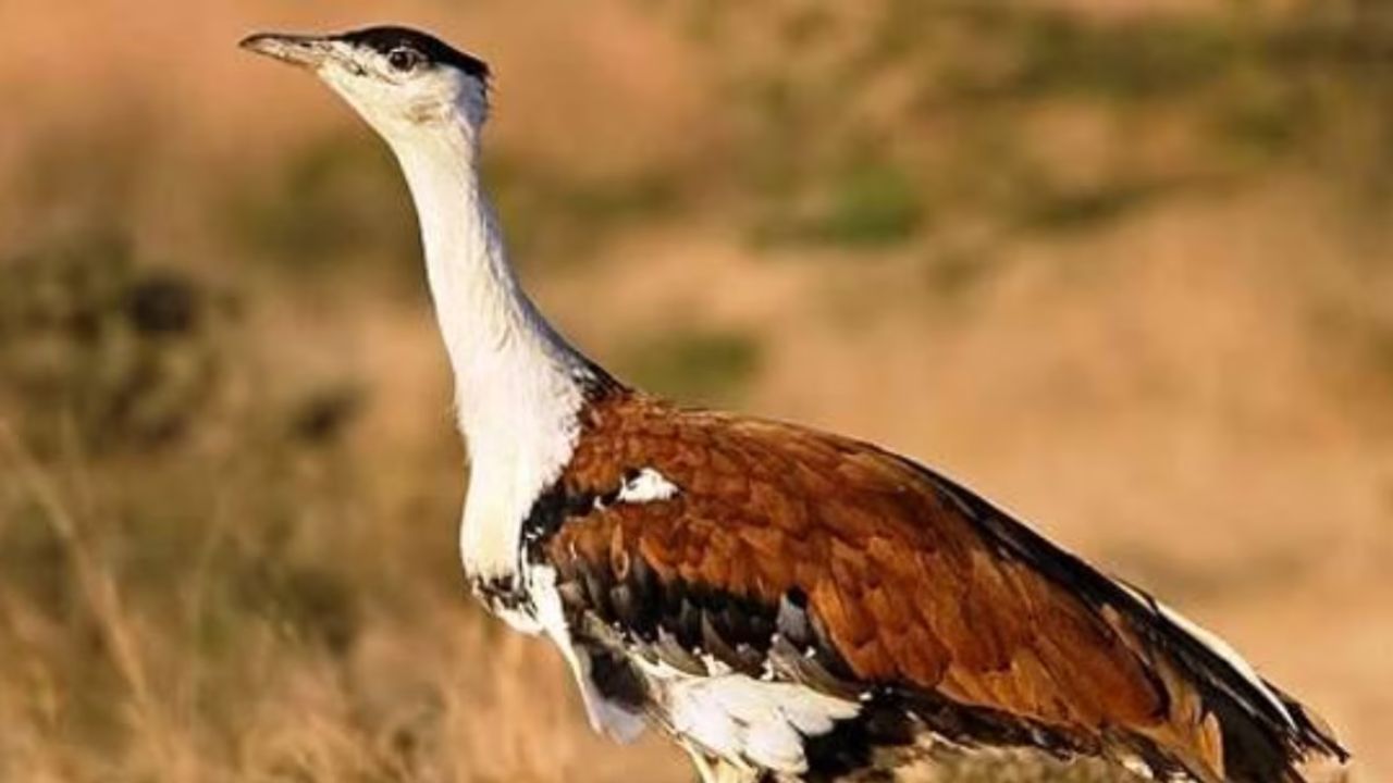 World Wildlife Day: गुजरात के कच्छ में 10 साल बाद लौटा गोडावन, दुर्लभ पक्षी के जन्म से बढ़ीं नई उम्मीदें