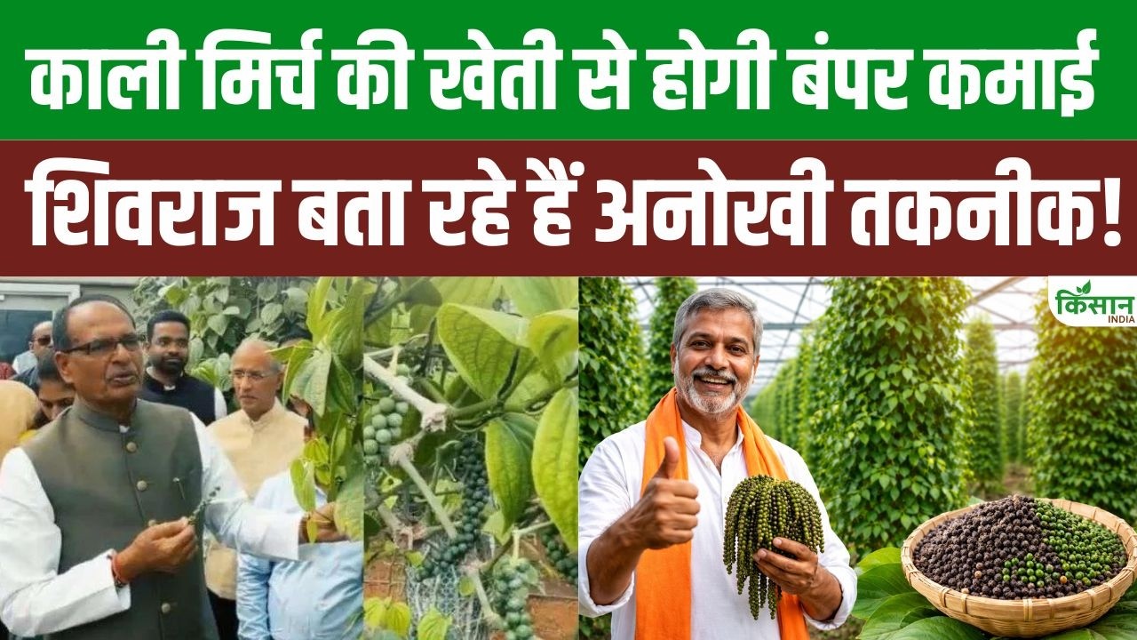 Tissue Culture तकनीक से काली मिर्च उत्पादन तीन गुना बढ़ा, कृषि मंत्री किसानों को दे रहे खेती की जानकारी