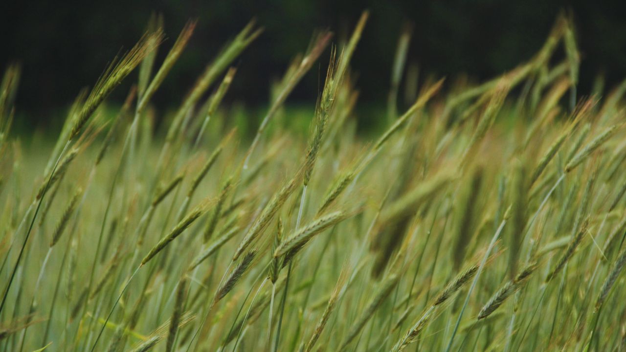 Wheat Farming: बदलते मौसम से खतरे में गेहूं की फसल! केवल एक गलती से कम हो जाएगी पैदावार