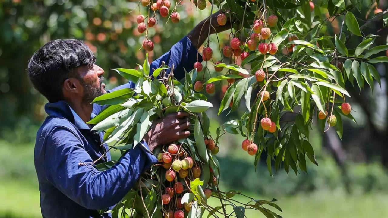 बारिश से कश्मीर के 100 करोड़ के नर्सरी कारोबार को मिली नई रफ्तार, 30 प्रतिशत गिरावट के बाद बढ़ी मांग
