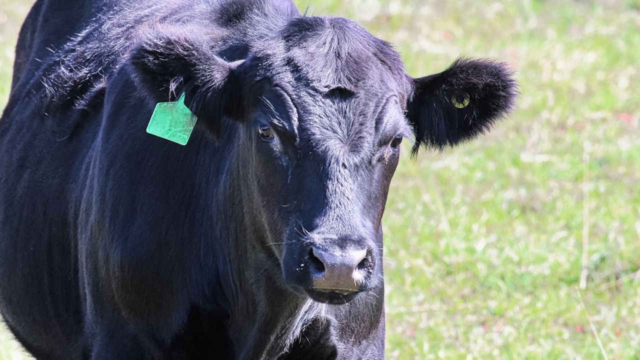 Animal Husbandry: सिर्फ एक टैग से बन सकता है आपका डेयरी व्यवसाय ज्यादा लाभदायक, जानें कैसे!