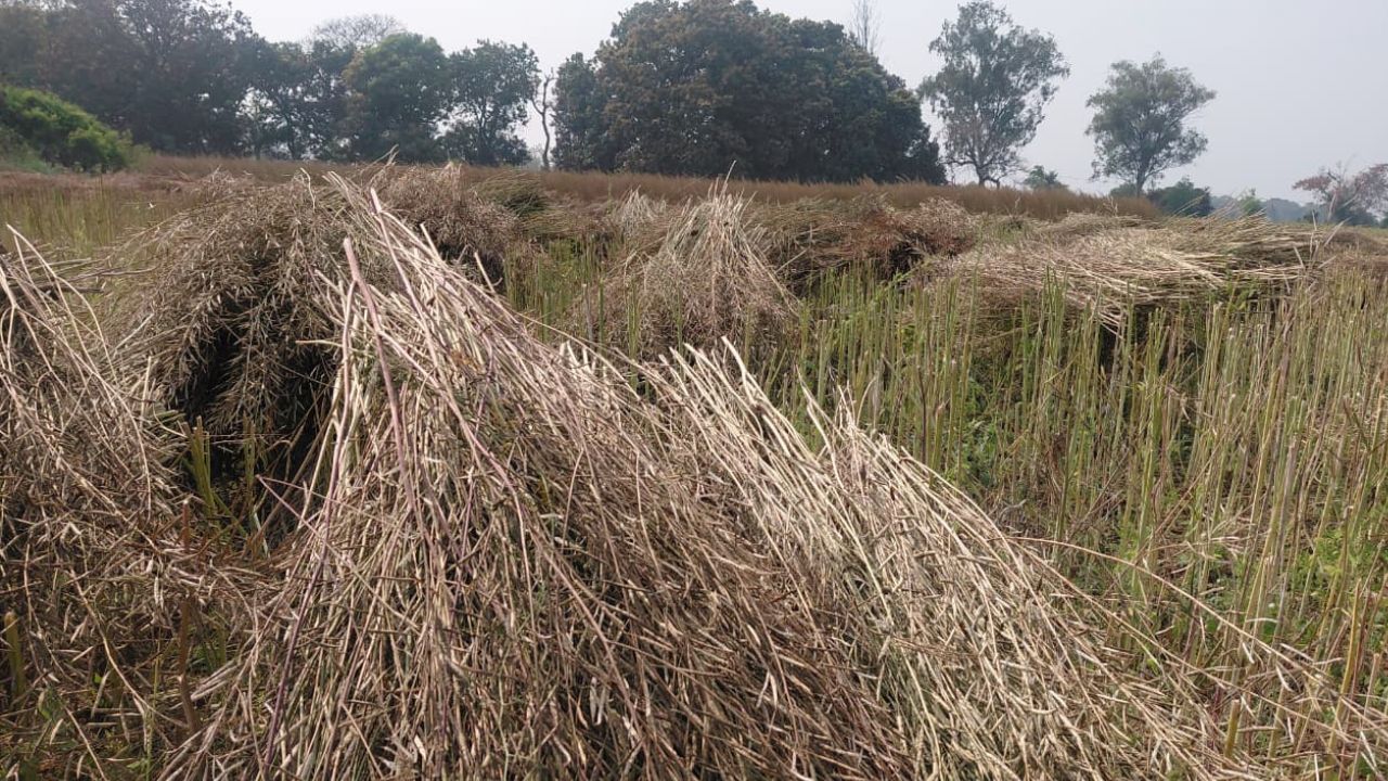 UP में बारिश से गेहूं, आलू की फसल बर्बाद, सरसों में बढ़ा फंगस का खतरा.. नुकसान का होगा सर्वे