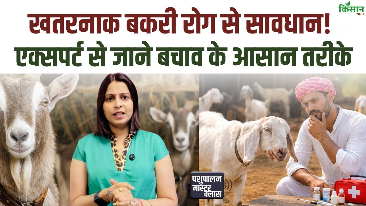 बकरी पालन में खतरनाक बीमारियों से बचें, आसान उपाय अपनाकर पशुओं को रखें स्वस्थ और बढ़ाएं अपनी कमाई