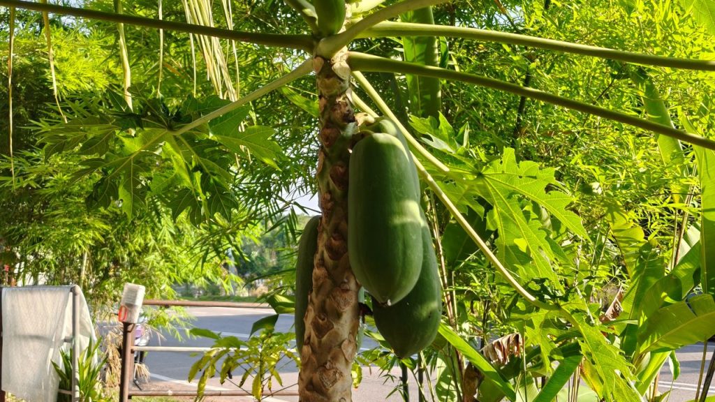 उन्नत किस्में: रेड लेडी जैसी उन्नत किस्म जल्दी फल देती है, पौधों की वृद्धि मजबूत होती है और बाजार में इसकी मांग हमेशा बनी रहती है, जिससे किसान अधिक लाभ कमा सकते हैं. उन्नत किस्में: रेड लेडी जैसी उन्नत किस्म जल्दी फल देती है, पौधों की वृद्धि मजबूत होती है और बाजार में इसकी मांग हमेशा बनी रहती है, जिससे किसान अधिक लाभ कमा सकते हैं.