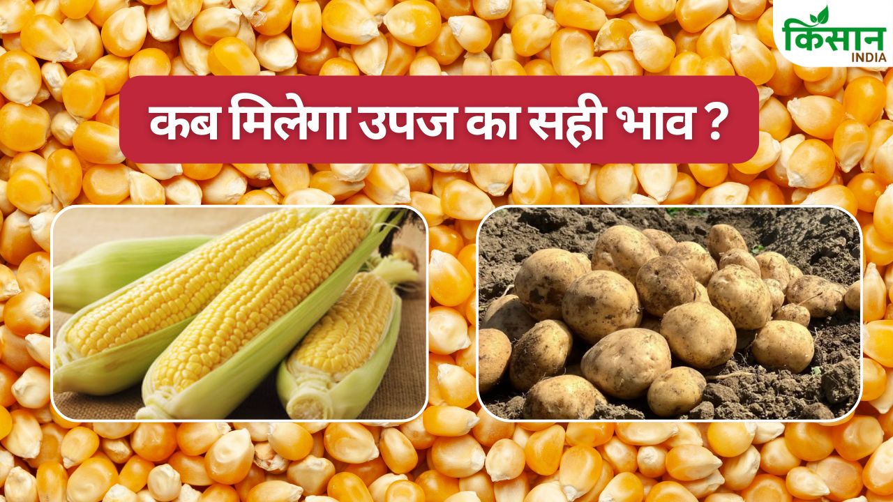आलू के बाद मक्का किसानों पर आफत.. भाव नहीं मिलने से कर्ज बढ़ने का खतरा, भावांतर का लाभ देने की मांग