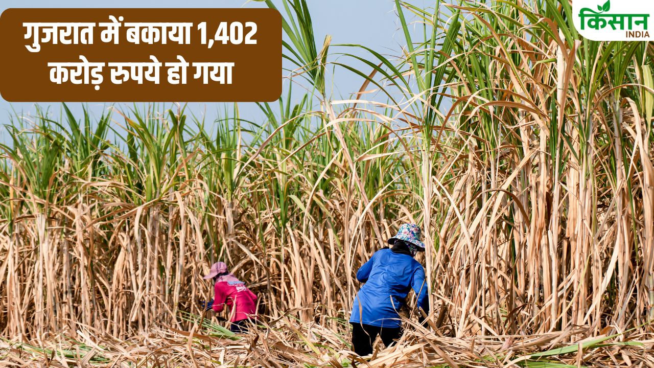 गन्ना किसानों को नहीं हो रहा भुगतान ? 32 फीसदी तक बढ़ा बकाया.. सबसे ज्यादा इस राज्य में उधारी