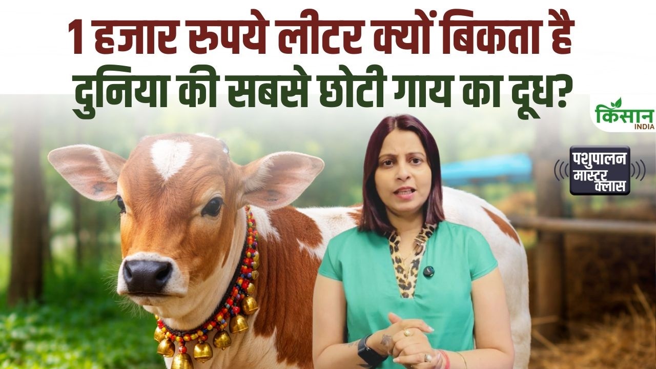 दुनिया की सबसे छोटी पुंगनूर गाय बनी कमाई का जरिया, 1000 रुपये लीटर बिक रहा दूध, जानें खासियत