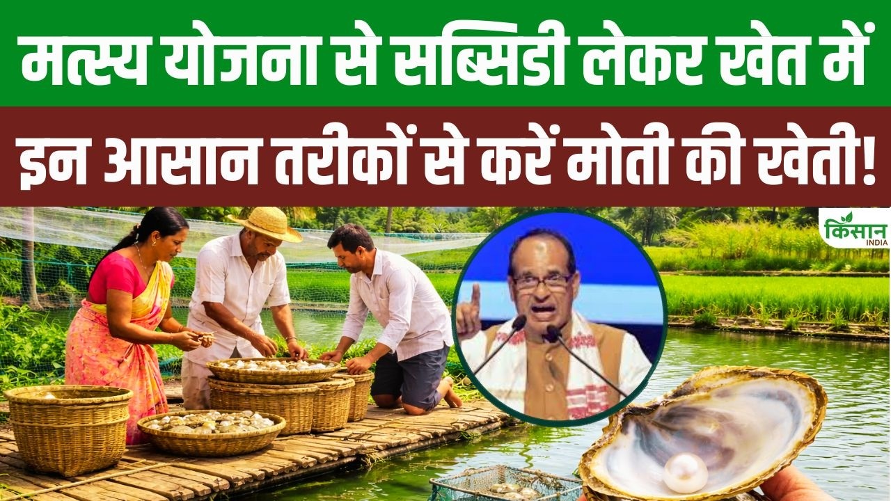 खेत के छोटे तालाब को बनाएं कमाई का साधन, PMMSY सब्सिडी से पर्ल फार्मिंग शुरू कर पाएं बेहतर आमदनी
