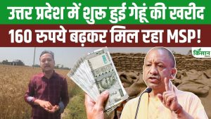 यूपी में गेहूं खरीद शुरू… सरकार 50 लाख टन खरीदेगी, MSP में 160 रुपये बढ़ोतरी से किसानों को बड़ी राहत यूपी में गेहूं खरीद शुरू… सरकार 50 लाख टन खरीदेगी, MSP में 160 रुपये बढ़ोतरी से किसानों को बड़ी राहत