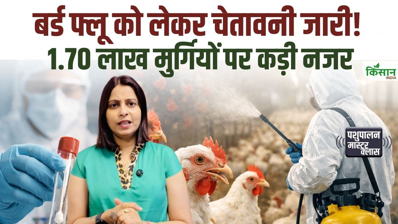 पोल्ट्री फार्म वालों के लिए बर्ड फ्लू अलर्ट, 256 सैंपल जांच में, 1.70 लाख मुर्गियों पर विभाग की कड़ी नजर
