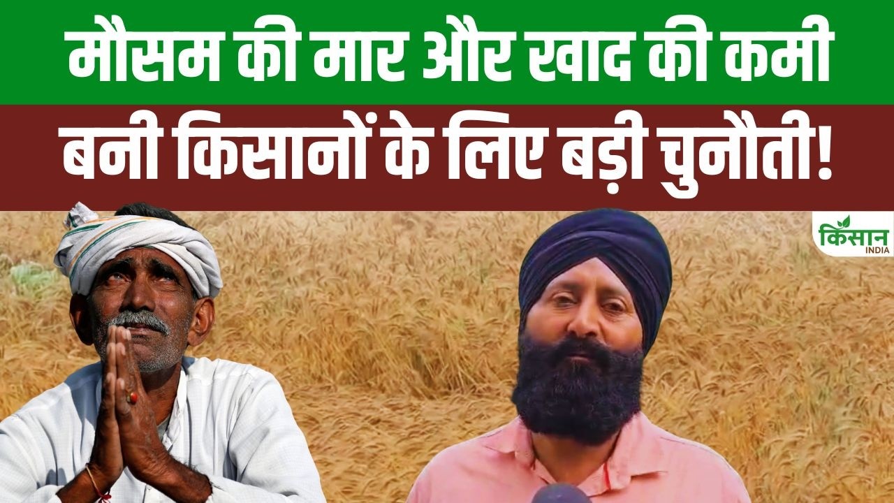 उत्तराखंड में बारिश से गेहूं की फसल चौपट, किसानों ने सरकार से तुरंत की राहत की मांग