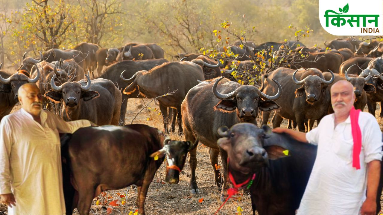 पारंपरिक डेयरी से बनाई करोड़ों की राह.. 20 भैंसों से रोज 200 किलो दूध, नई सोच से बदली किस्मत