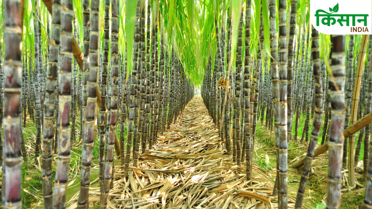 Sugarcane Farming: वाइड रो स्पेसिंग तकनीक से गन्ना किसान बनेंगे मालामाल, बढ़ेगा उत्पादन और मुनाफा