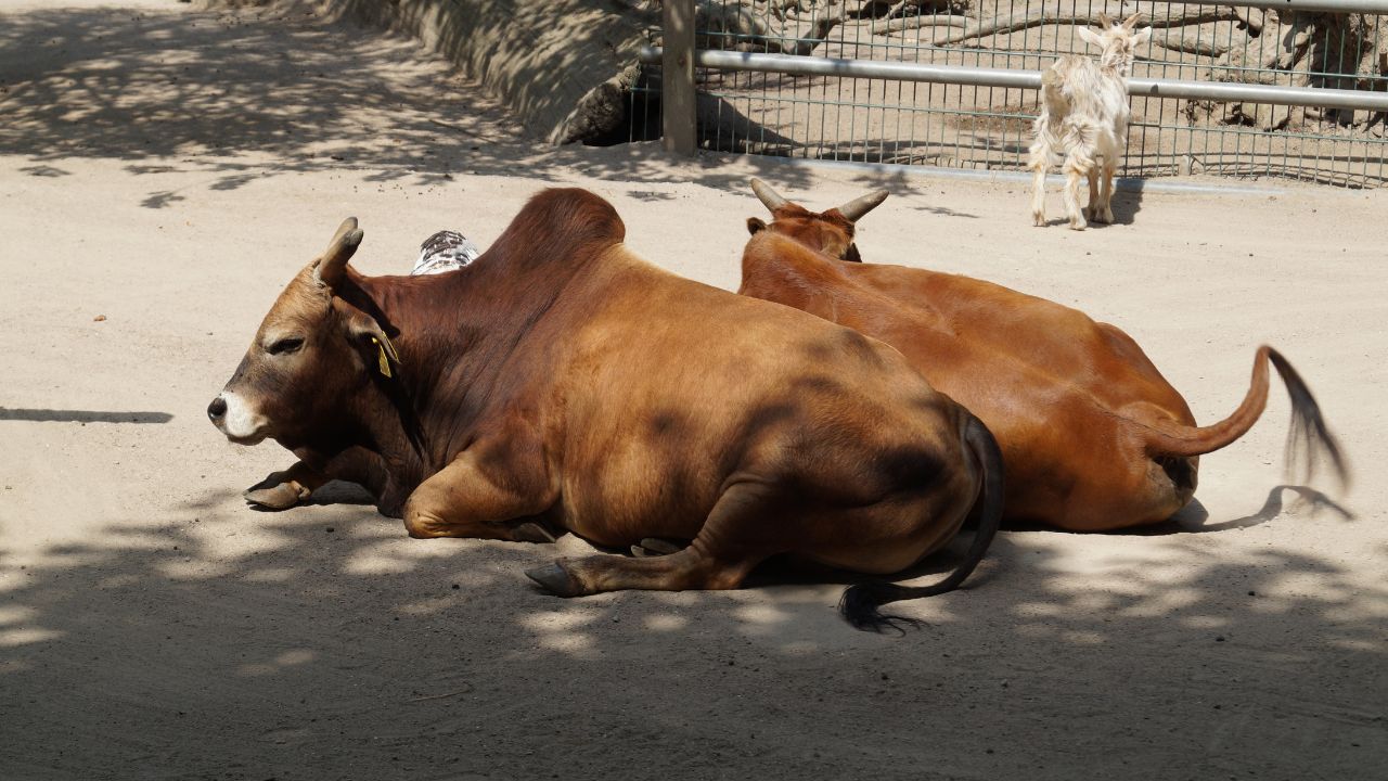 भीषण गर्मी में गाय-भैंस पर दो बड़ी बीमारियों का खतरा, समय पर बचाव नहीं किया तो घट जाएगा दूध