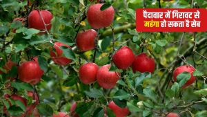 हिमाचल में सेब उत्पादन सामान्य से कम रहने की संभावना, जानें क्या है इसके पीछे की वजह
