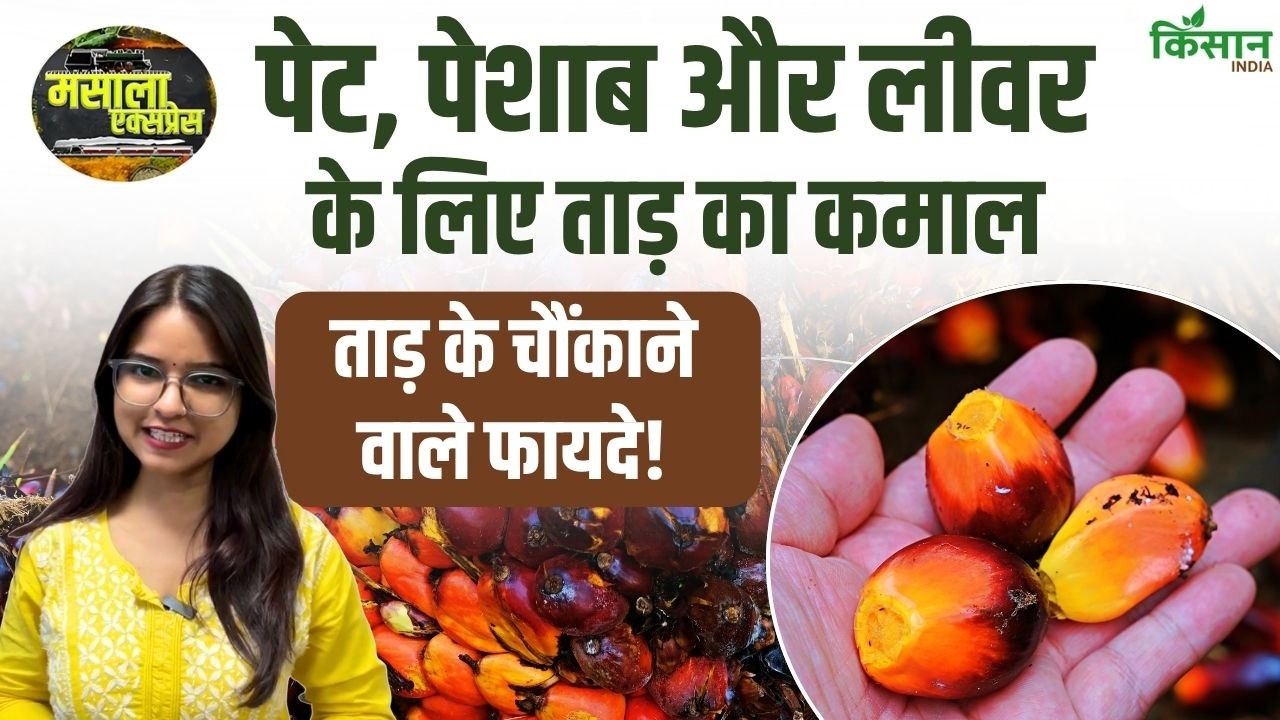 Palm Tree के फायदे चौंकाने वाले, ताड़ी और ताड़गोला से सुधरे पाचन, लिवर मजबूत और डायबिटीज में नियंत्रण