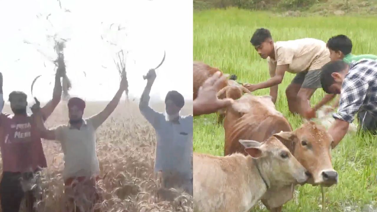 बैसाखी पर गेहूं की कटाई से लेकर बिहू में पशुओं की पूजा तक.. किसानों ने धूमधाम के साथ मनाया कृषि पर्व, देखें