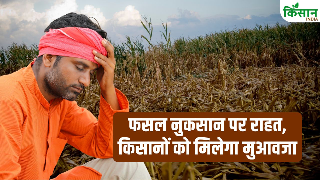 आंधी-तूफान से फसल बर्बाद? बिहार सरकार दे रही 22,500 रुपये मुआवजा, इस तारीख से पहले करें आवेदन!