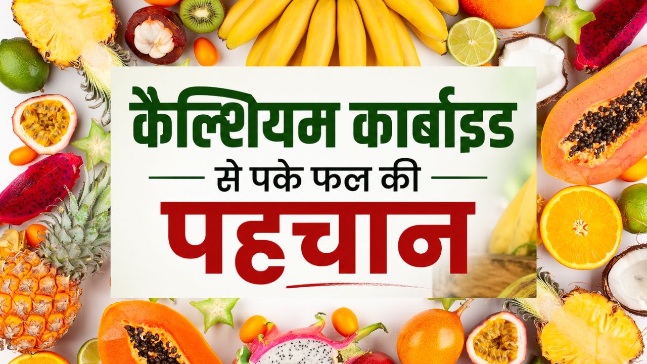 कहीं आप भी तो नहीं खा रहे जानलेवा केमिकल से पके फल? एक्सपर्ट ने बताया पहचानने का तरीका