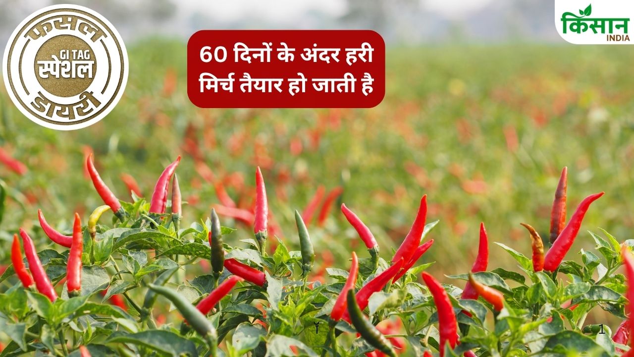 अपनी रंगत के लिए मशहूर है यह मिर्च.. लिपस्टिक और नेल पेंट बनाने में होता है इस्तेमाल, कब करें खेती