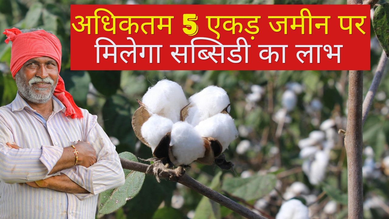 कपास किसानों को 33 फीसदी मिल रही है सब्सिडी, 20 अप्रैल से कर सकते हैं अप्लाई.. जानें क्या है योजना