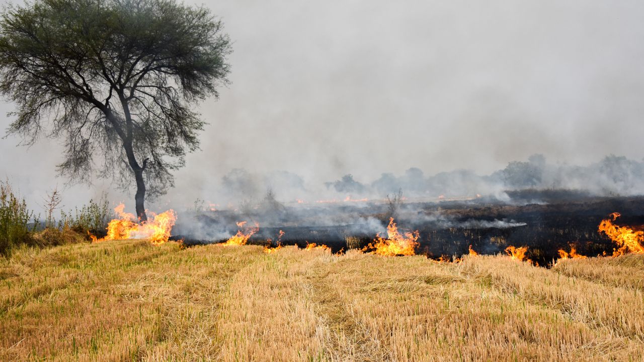 पंजाब में पराली जलाने वालों पर सख्त एक्शन, एक ही दिन में 95 FIR दर्ज.. जानें आगे की तैयारी