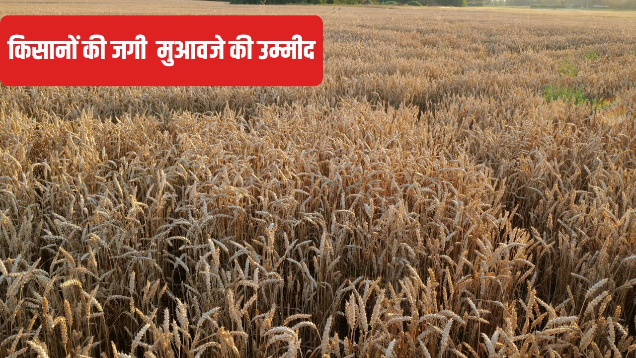 फसल नुकसान का सर्वे करने के लिए टीमें गठित, गांव-गांव जाएंगे अधिकारी.. किसान इस नंबर पर करें शिकायत