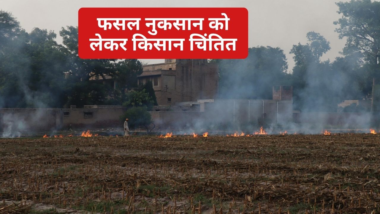 आग लगाने से 700 एकड़ गेहूं की फसल जलकर खाक, पूर्व CM ने की मुआवजे की मांग