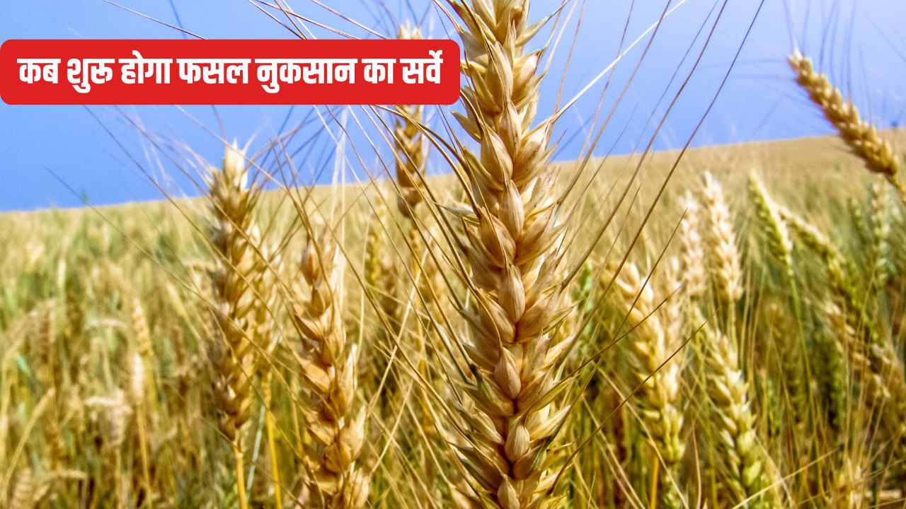 बेमौसम बारिश से गेहूं की फसल चौपट, कृषि विभाग ने जारी की एडवाइजरी.. किसान जल्द करें ये काम