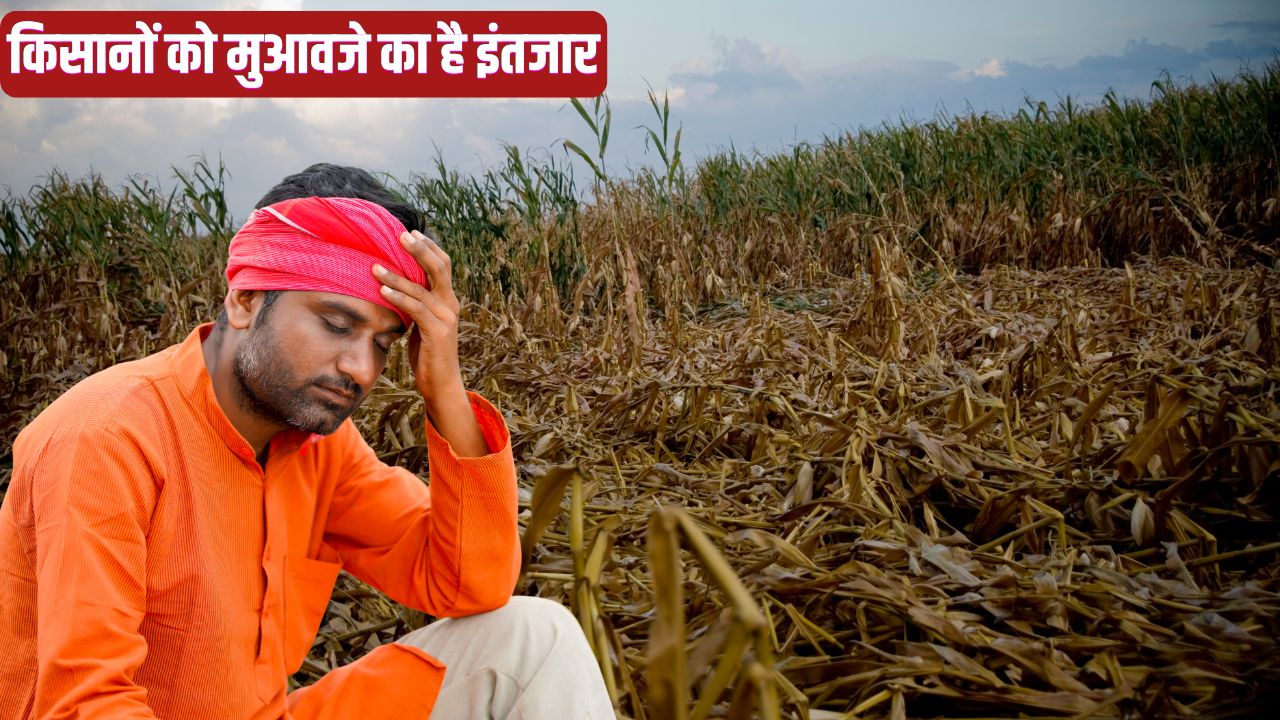 राजस्थान में बारिश से इसाबगोल, जीरा, गेहूं और मक्का की फसल चौपट, पैदावार में भी गिरावट.. कब मिलेगा मुआवजा ?
