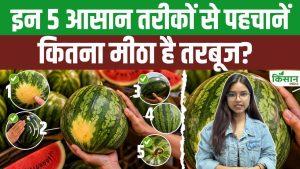 बिना काटे मीठा तरबूज पहचानने के 5 आसान तरीके, खरीदते समय इन बातों का रखें ध्यान और पाएँ सही फल बिना काटे मीठा तरबूज पहचानने के 5 आसान तरीके, खरीदते समय इन बातों का रखें ध्यान और पाएँ सही फल