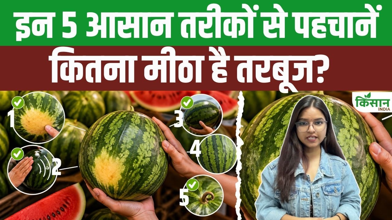 बिना काटे मीठा तरबूज पहचानने के 5 आसान तरीके, खरीदते समय इन बातों का रखें ध्यान और पाएँ सही फल