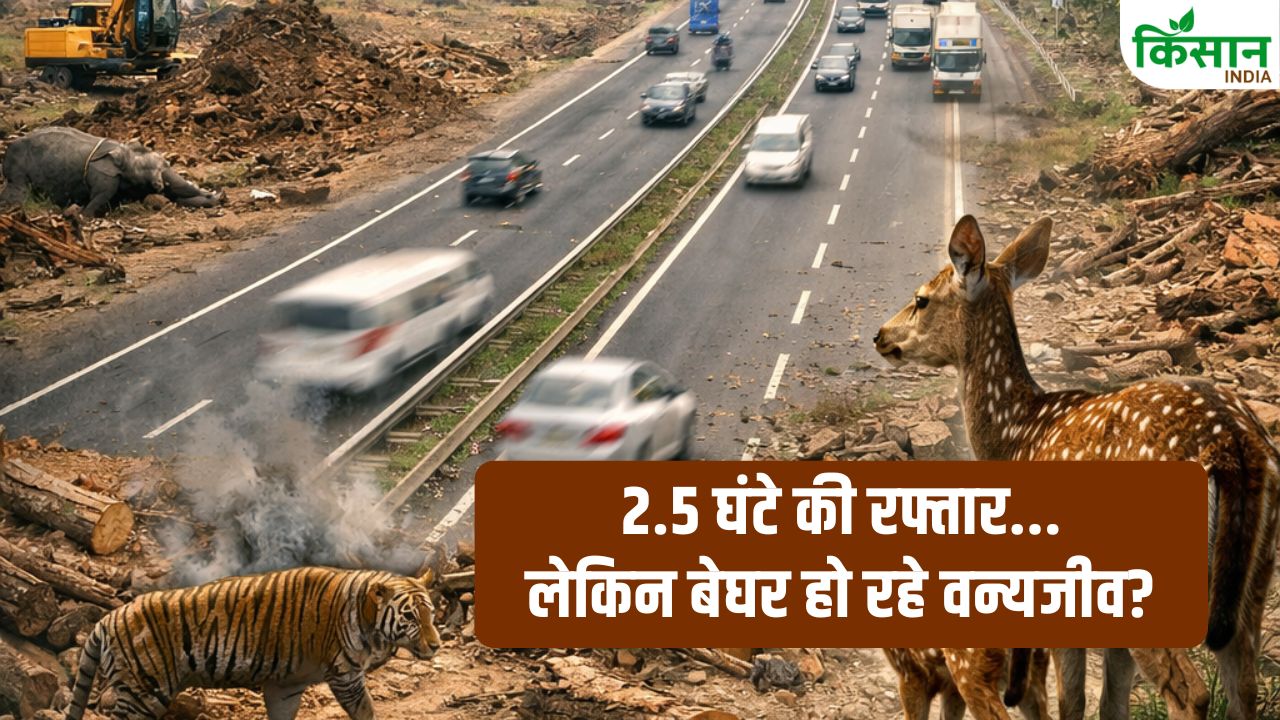 2.5 घंटे की रफ्तार के पीछे जंगलों की तबाही! हजारों पेड़ों की बलि… क्या दिल्ली-देहरादून कॉरिडोर ने वन्यजीवों से छीना उनका घर?