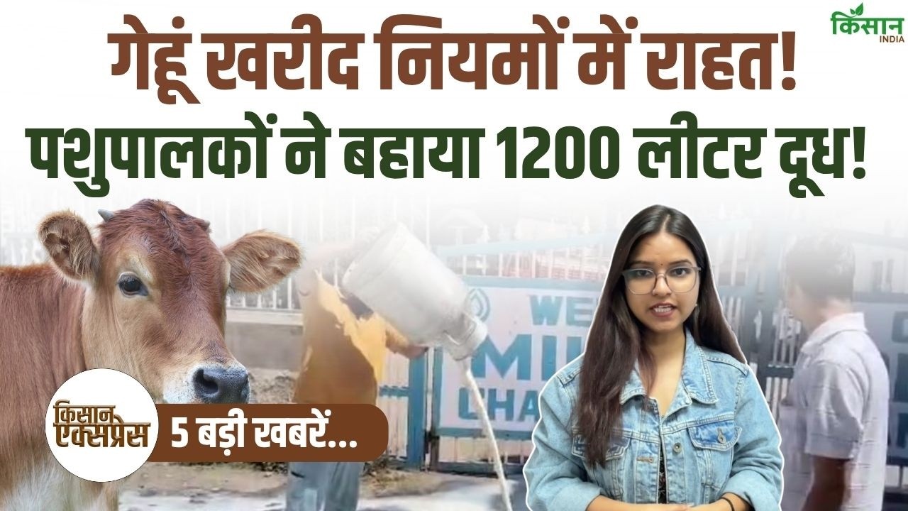 Top 5 Agriculture News: गेहूं खरीद में राहत, 1200 लीटर दूध सड़क पर बहा, किसानों-पशुपालकों में बढ़ी हलचल